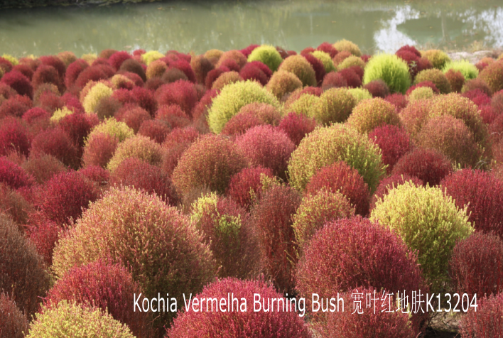 Kochia scoparia Burning Bush 10 g 